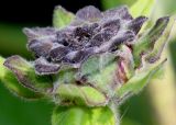 Inula helenium. Развивающееся соцветие. Германия, г. Дюссельдорф, Ботанический сад университета. 03.07.2014.