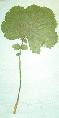 Image of Geum rivale specimen.