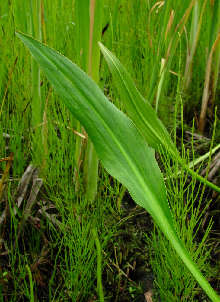 Image of Alisma lanceolatum specimen.