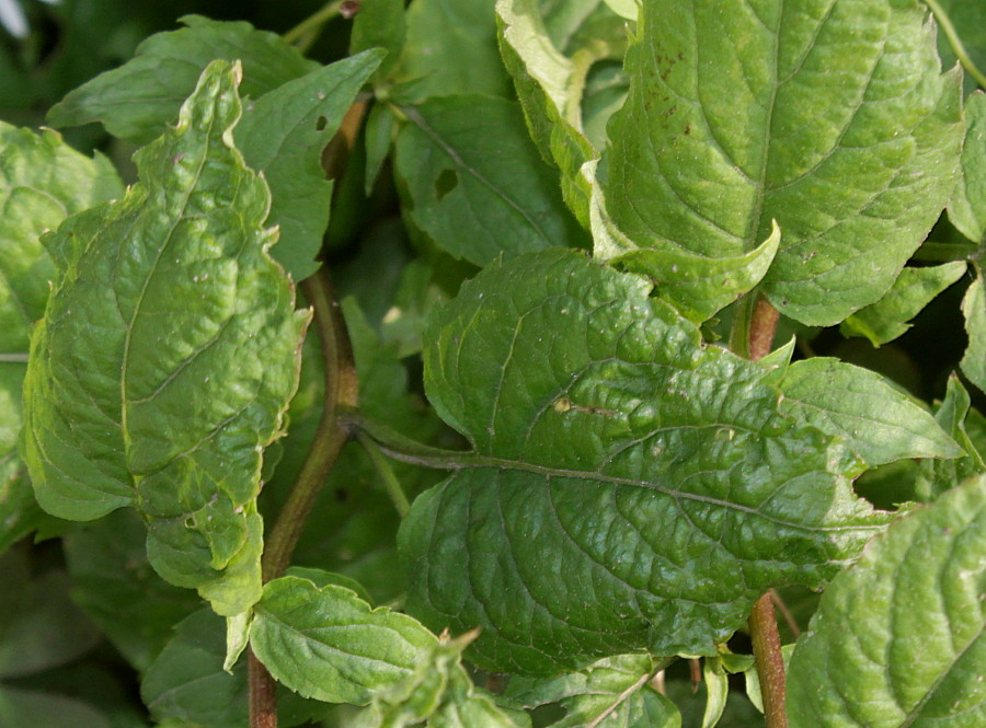 Image of Eurybia divaricata specimen.