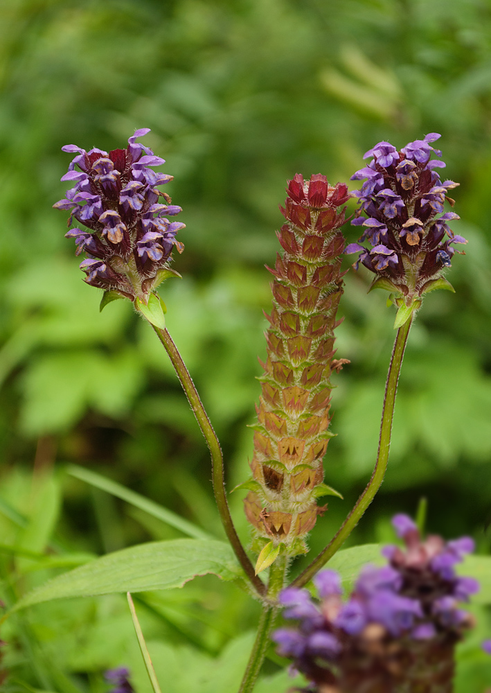 Изображение особи Prunella vulgaris.