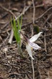 Crocus alatavicus. Повреждённое цветущее растение. Южный Казахстан, горы Алатау, верховья Западного ущелья, 1100 м н.у.м. 11.04.2014.