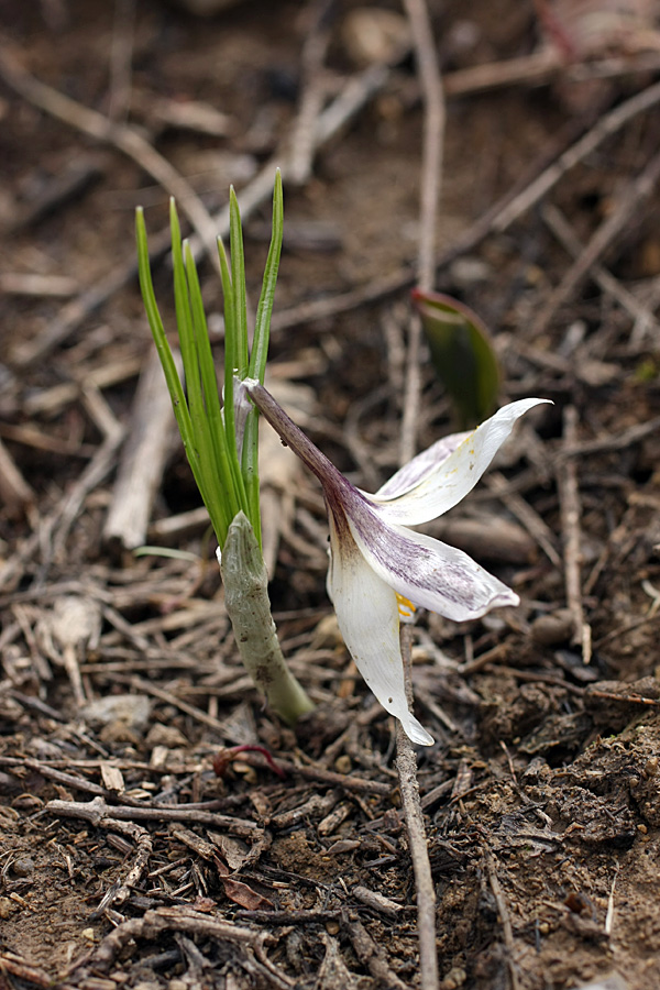 Изображение особи Crocus alatavicus.