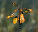 Frangula alnus. Верхушка плодоносящего растения с листьями в осенней окраске. Московская обл., Раменский р-н, окр. ж.-д. платформы Хрипань, просека под ЛЭП. 22.09.2014.