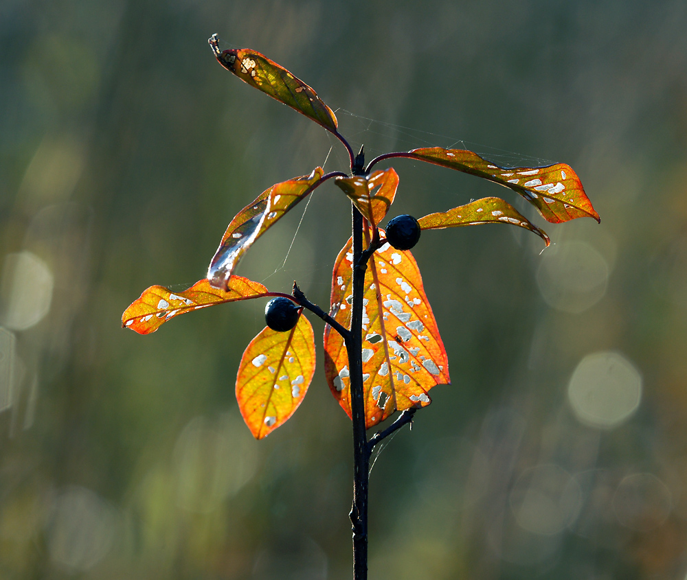 Изображение особи Frangula alnus.