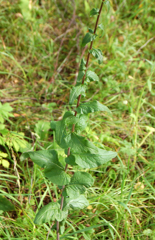 Image of Campanula bononiensis specimen.