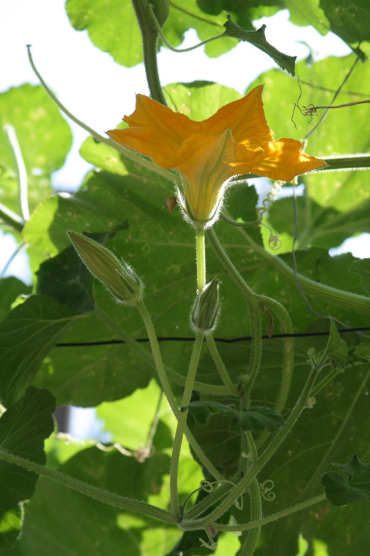Image of Cucurbita moschata specimen.