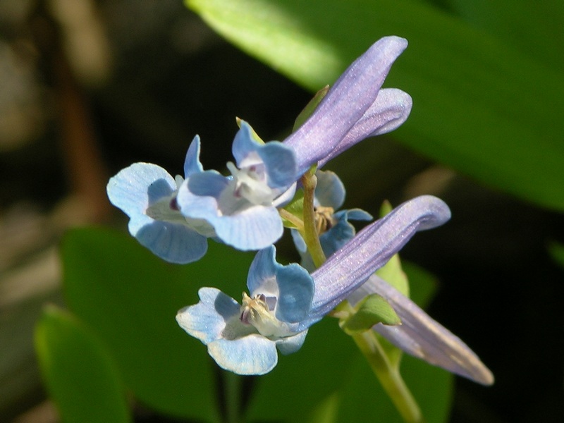 Image of Corydalis ambigua specimen.