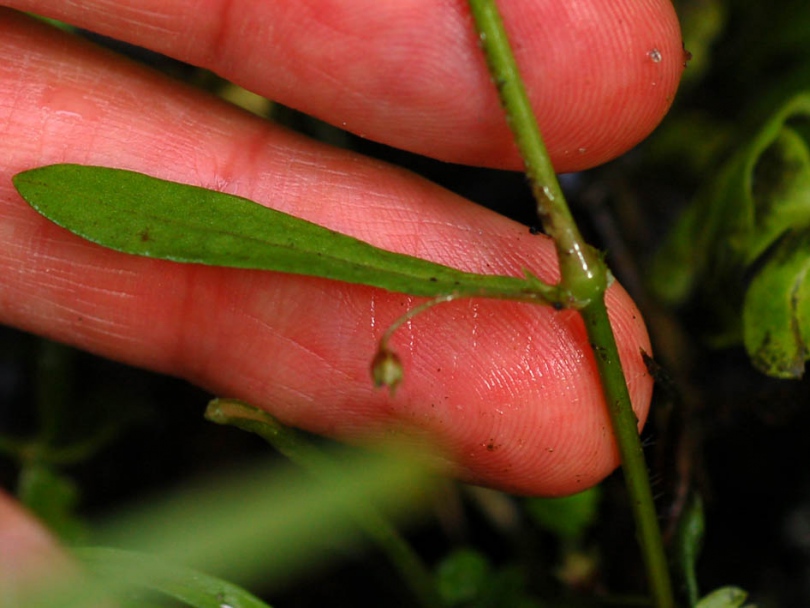 Image of Pseudostellaria japonica specimen.