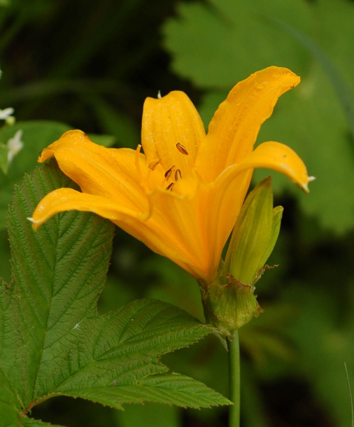 Image of Hemerocallis middendorffii specimen.