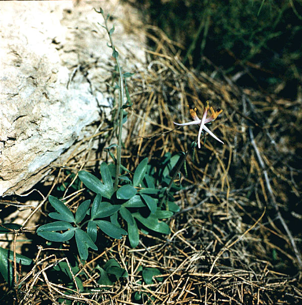 Image of Corydalis ainae specimen.