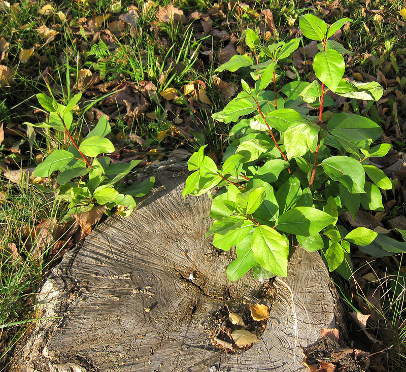 Image of Populus &times; sibirica specimen.