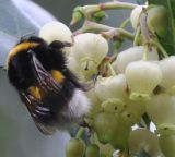 Arbutus unedo