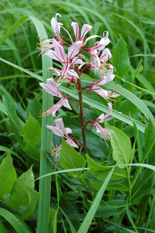 Image of Dictamnus angustifolius specimen.