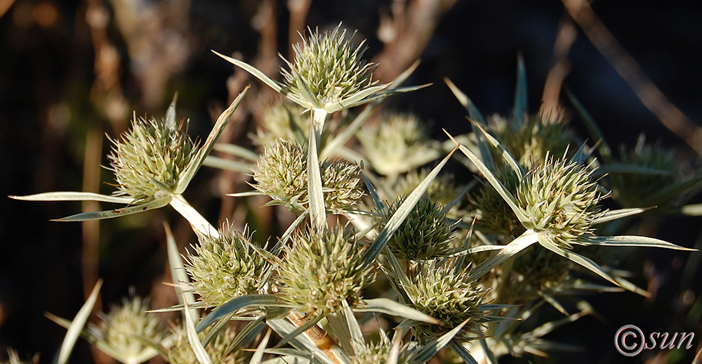 Изображение особи Eryngium campestre.