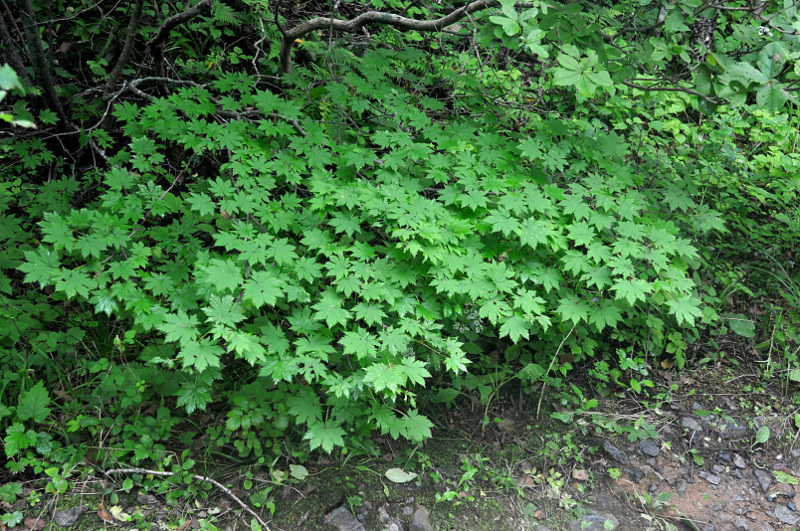 Изображение особи Acer pseudosieboldianum.