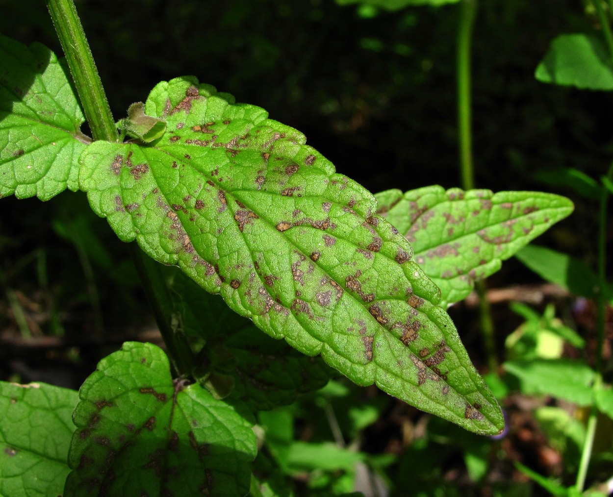 Изображение особи Scutellaria galericulata.