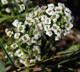 Lobularia maritima