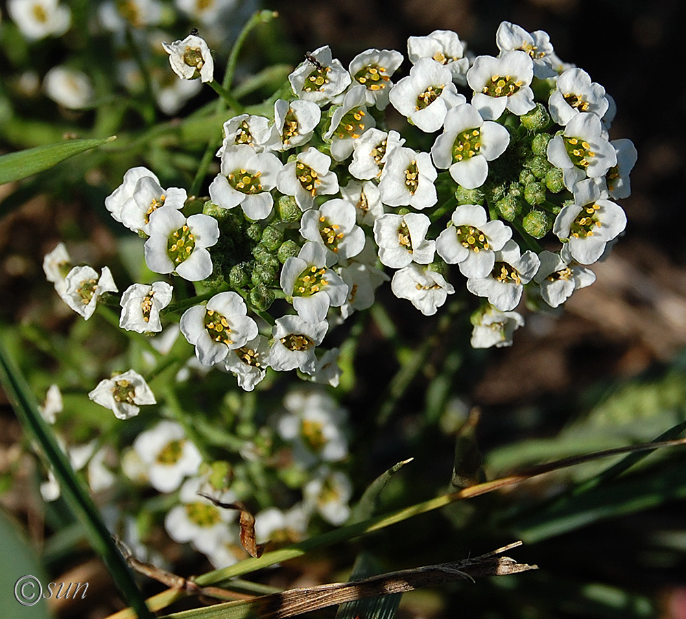 Image of Lobularia maritima specimen.
