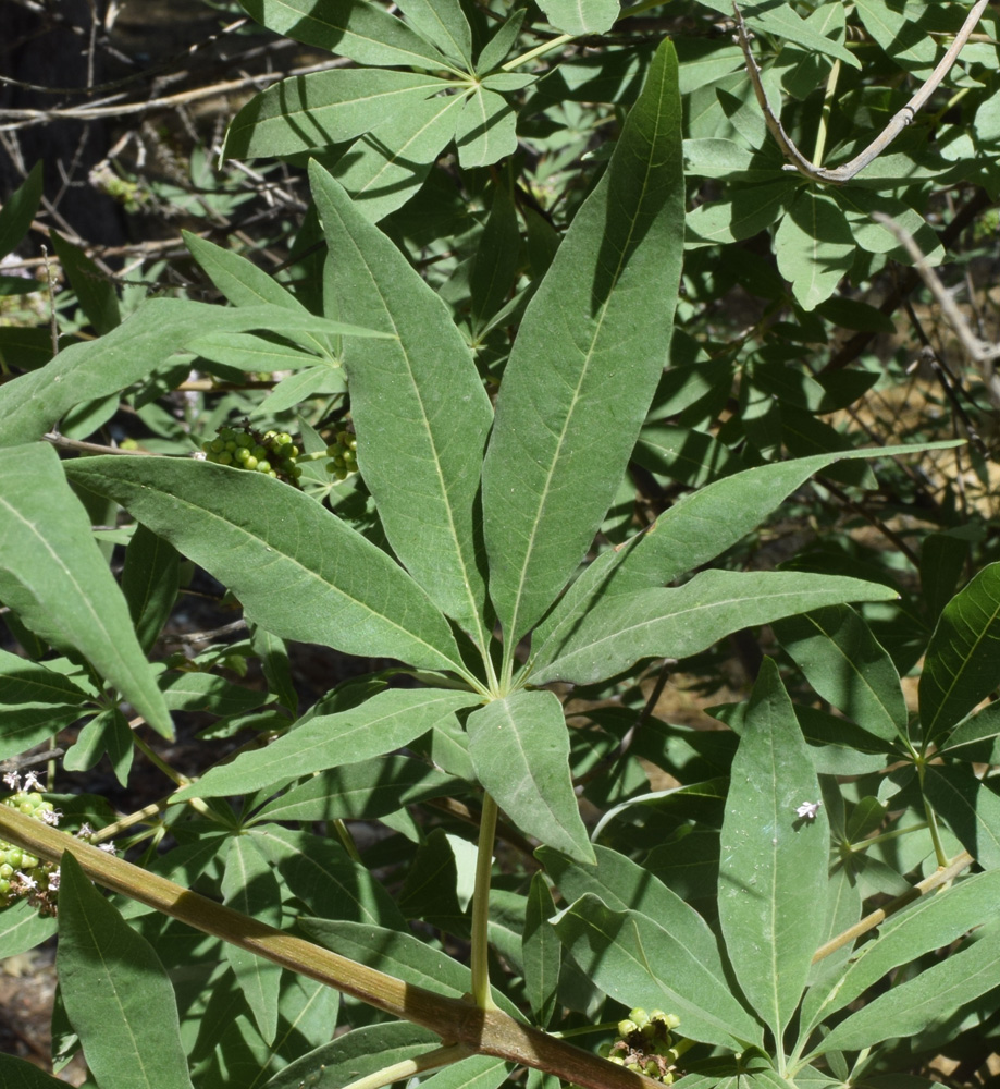 Image of Vitex agnus-castus specimen.
