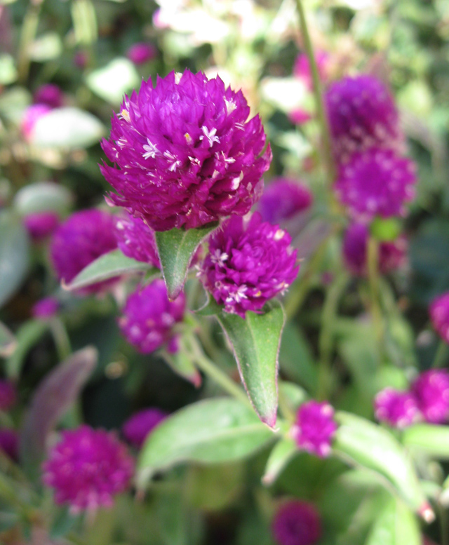 Image of Gomphrena globosa specimen.