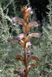 Orobanche cumana. Соцветие. Западный Крым, Сакский р-н, пляж в окр. пос. Новофёдоровка. 12 июля 2015 г.