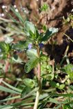 Veronica beccabunga ssp. muscosa