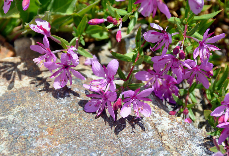 Image of Chamaenerion colchicum specimen.