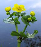 Caltha palustris