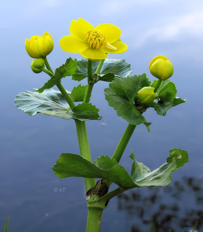 Изображение особи Caltha palustris.