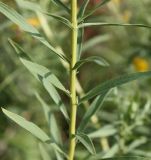 Image of taxon representative. Author is Денис Мирин