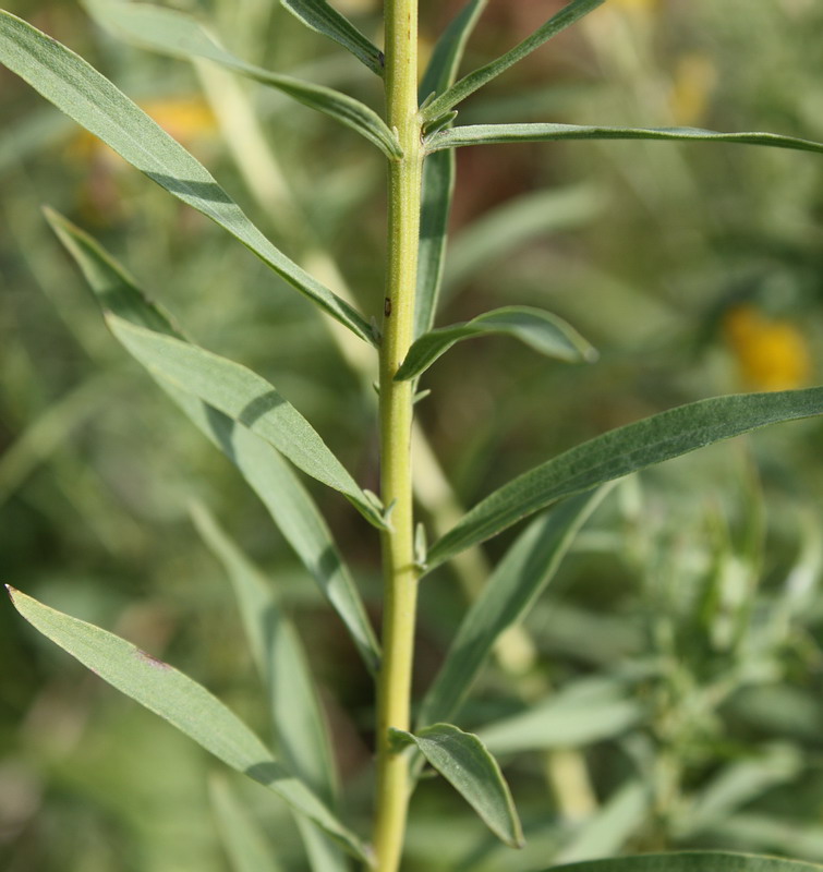 Изображение особи Galatella biflora.