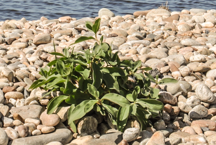 Изображение особи Aconogonon sericeum.