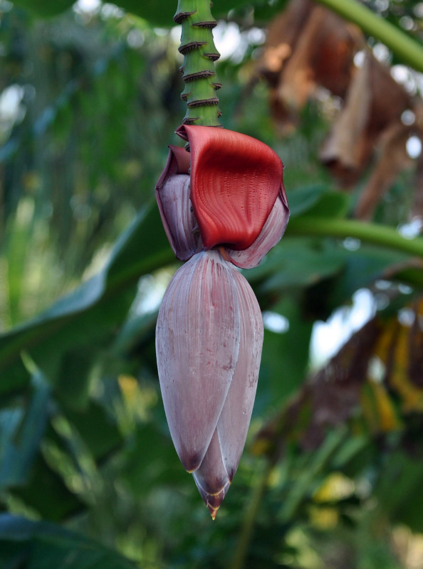 Изображение особи Musa acuminata.