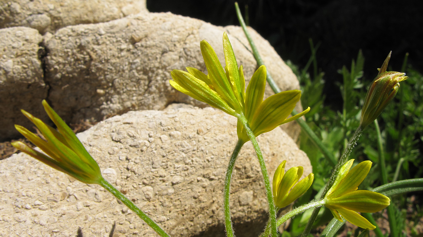 Изображение особи Gagea sulfurea.