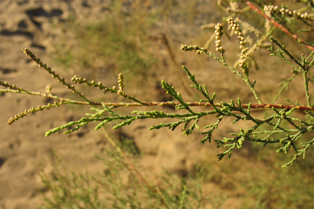 Изображение особи Tamarix canariensis.