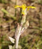 Ligularia narynensis