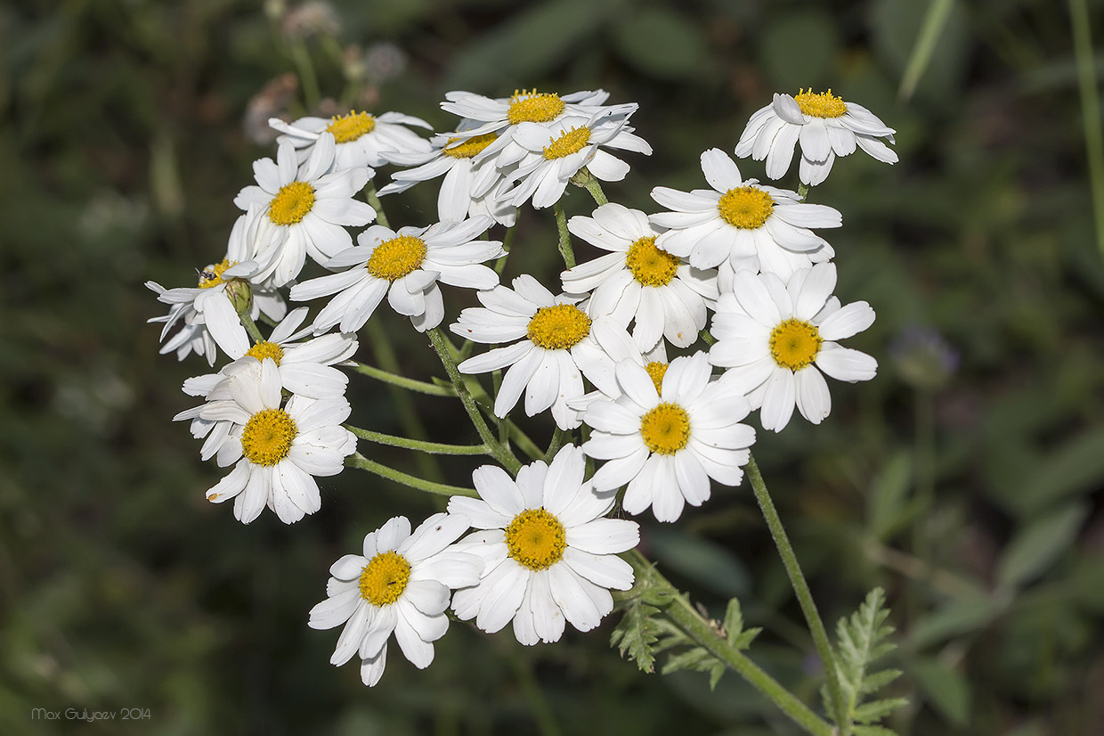 Изображение особи Pyrethrum corymbosum.