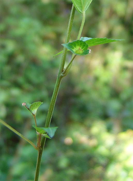 Изображение особи Acalypha australis.