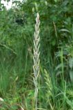 Elytrigia repens. Соцветие. Челябинская обл., окр. г. Челябинск, Золотая горка, разнотравная поляна в берёзовом лесу. 30.06.2014.