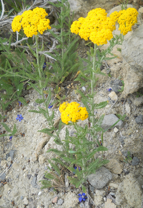 Изображение особи Achillea arabica.