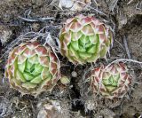 Orostachys spinosa. Вегетирующее растение. Якутия (Саха), южные окр. г. Якутска, холмы. 11.06.2012.