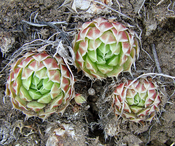 Image of Orostachys spinosa specimen.