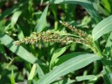 Echinochloa crus-galli