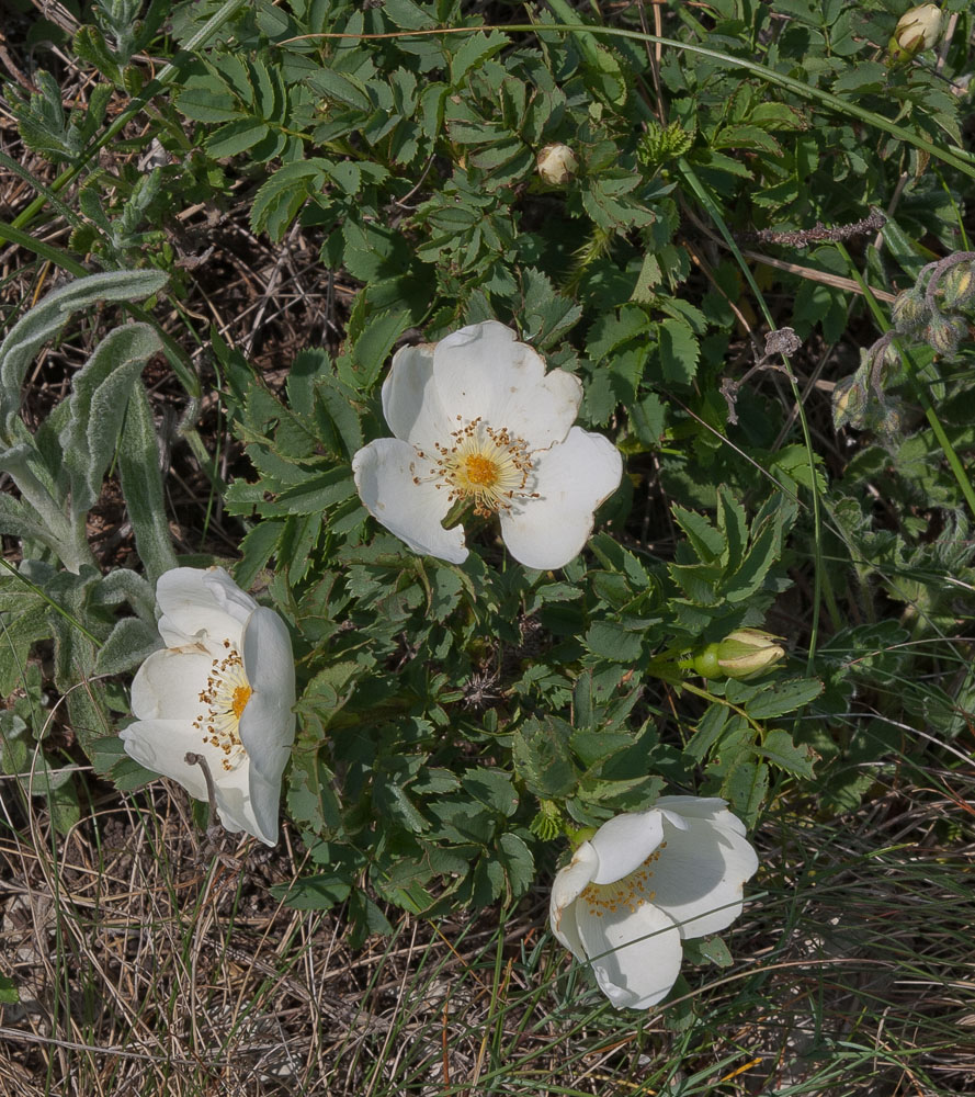 Изображение особи Rosa spinosissima.