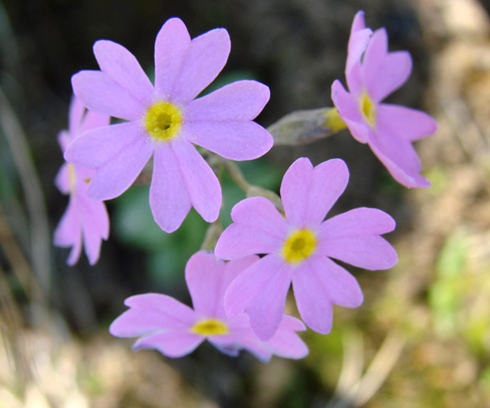 Изображение особи Primula serrata.