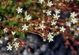 Saxifraga spinulosa. Соцветия. Бурятия, Окинский р-н, падь Хи-Гол, ≈ 2000 м н.у.м., лавовое поле у подножия вулкана Кропоткина. 11.07.2015.