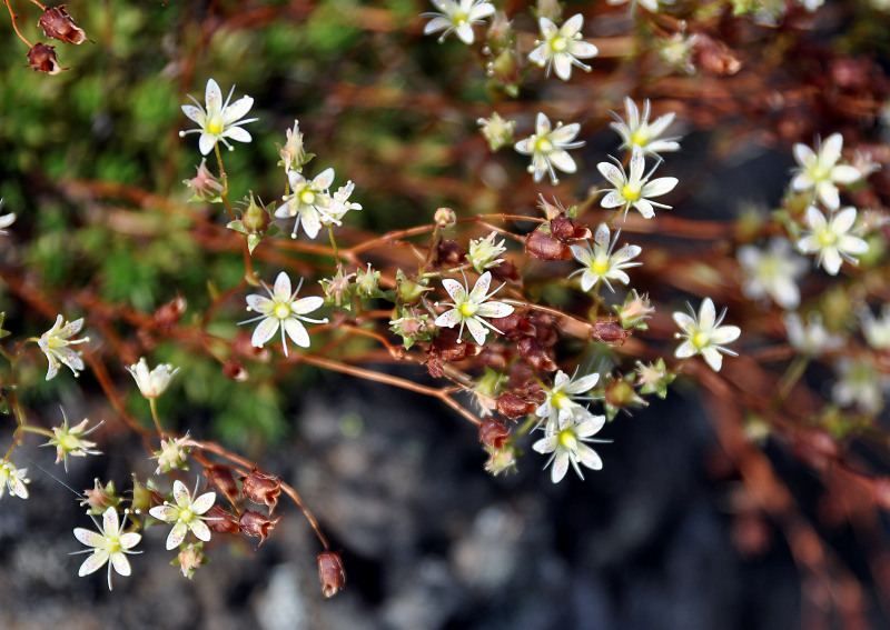 Изображение особи Saxifraga spinulosa.