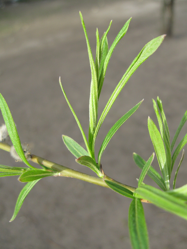 Image of Salix viminalis specimen.