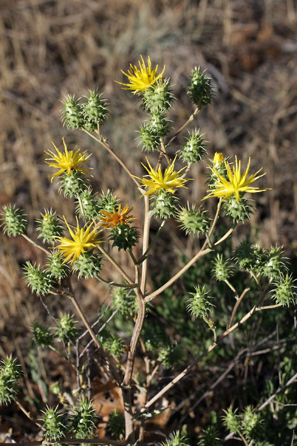 Image of Cousinia karatavica specimen.